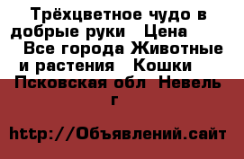 Трёхцветное чудо в добрые руки › Цена ­ 100 - Все города Животные и растения » Кошки   . Псковская обл.,Невель г.